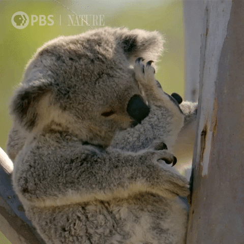 Wild Animals Wildlife GIF by Nature on PBS
