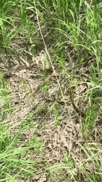 riveredgenaturecenter nature fly butterfly leave GIF