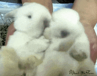Bunny Cute Animals GIF