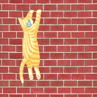 cat wall GIF
