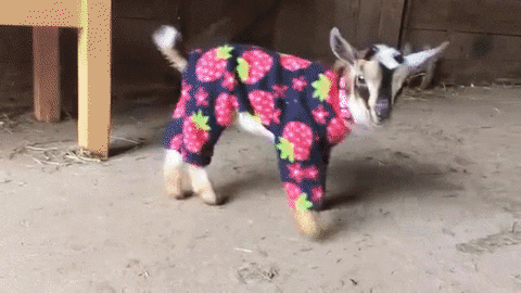 baby goats GIF