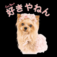 Yorkshire Terrier Love GIF
