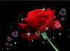 roses GIF