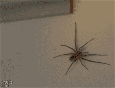 spiders GIF