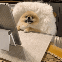 Dog No GIF