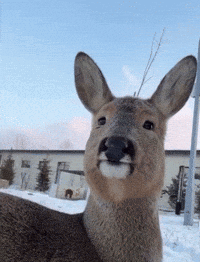 Lets Eat Eating GIF