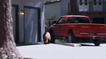 Curious Bear Climbs Through Truck Window