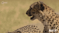 Cheetah and Her Cub Chirping