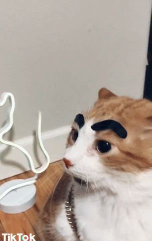 confused cat GIF by TikTok