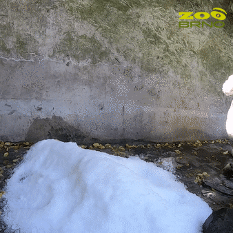 zoo_brno giphyupload fun jump joy GIF