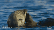 Hungry America GIF by Nat Geo Wild