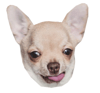 Dog Wink Sticker