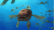 Finding Nemo Swimming GIF by Disney