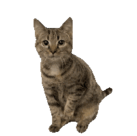 Hungry Cat Sticker by De Graafschap Dierenartsen