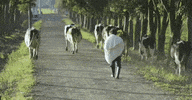AlqueriaC  GIF