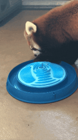 Red Panda Play GIF by Valley Zoo Development Society