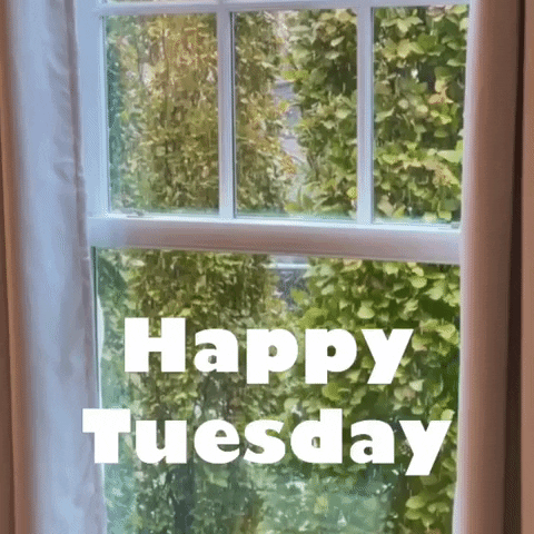 Video gif. Open window shows a wall of foliage while snow falls. Text reads, "Happy Tuesday."