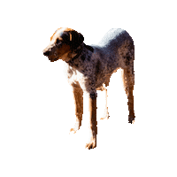 Blue Heeler Dog Sticker by JC Property Professionals