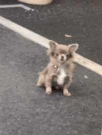 Dog Puppy GIF by EDGARDUDE