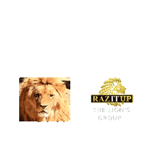 Hungry Lion King Sticker by Yanni Raz