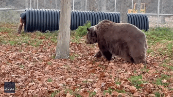 'Where Are You Going?': Bear Abandons Playtime to Approach Sanctuary Worker Who 'Might Have Treats'