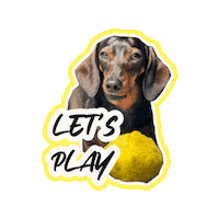 milagency play playing playtime doxie Sticker
