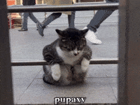 Sad Cat GIF