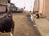 Vintage Vhs GIF by jorgemariozuleta