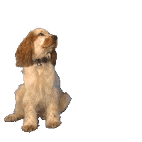 animalis_fr dog give donne priya Sticker