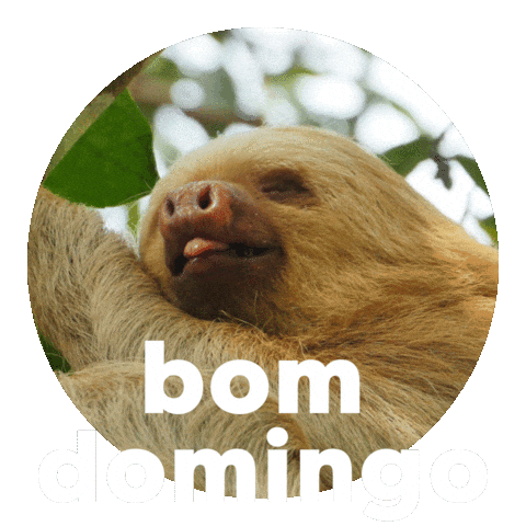 Happy Sunday Domingo Sticker by Sealed With A GIF