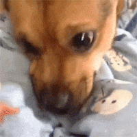 page forum GIF