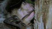 page forum GIF