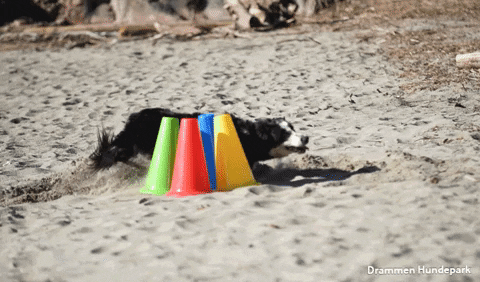 drammenhundepark giphygifmaker dog training border collie obedience GIF