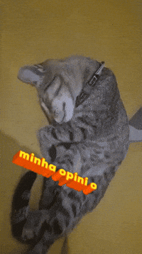 os_3_gatos_doidos___  GIF
