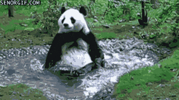 Panda Bath GIF