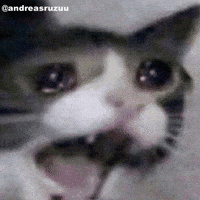 Pet Cat GIF
