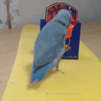 parrotletpost basketball birthday parrotlet dubnation GIF