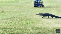 'Cool!': Golfers Awed as Alligator Saunters Across Fairway in Florida