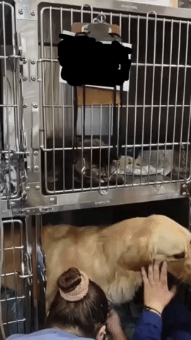 'So Adorable': Sweet Cat Comforts Dog During Visit to Vet
