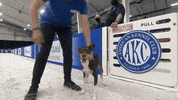 Espn Hello GIF by American Kennel Club