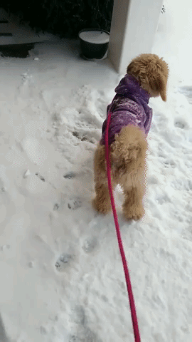 Playful Pup Delights in Early Snowfall