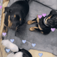 Puppy Puppies GIF by Kentucky Humane Society