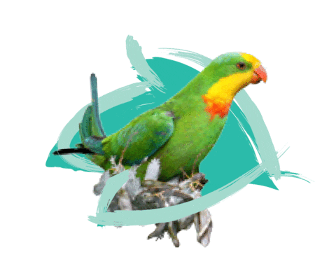 Endangered Species Australia Sticker by NSW Department of Planning, Industry and Environment