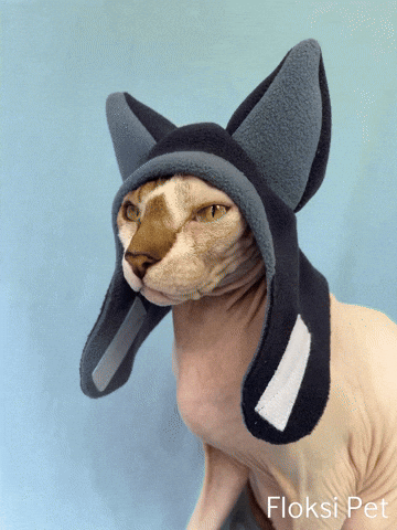 Cat In Hat GIF by Floksi Pet