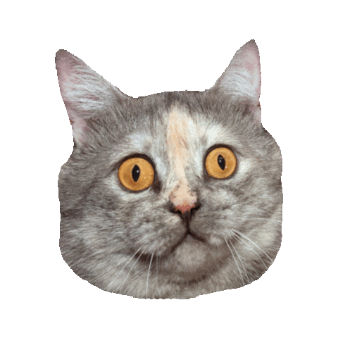 confused cat STICKER by imoji