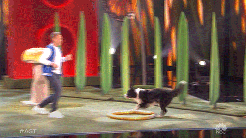 Live Show Hollywood GIF by America's Got Talent