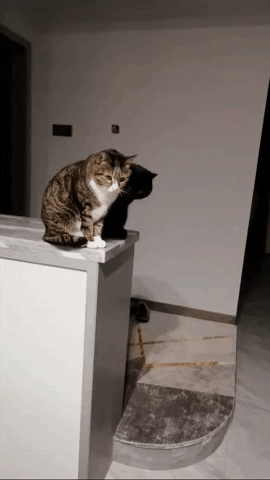 cuteanimalland giphyupload GIF