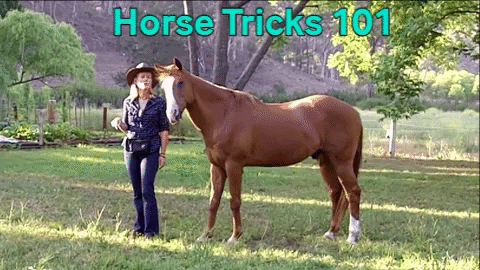 horsewise giphygifmaker horse tricks GIF