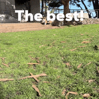 The Best Corgi GIF