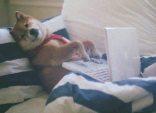 Wednesday Morning Laughing GIF by The BarkPost - Find & Share on GIPHY